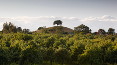 Orchard at Burrow Hill, Somerset