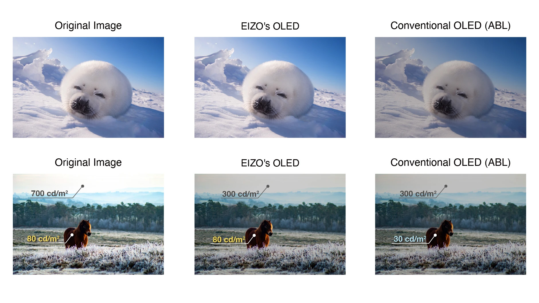 EIZO OLED monitor teaser