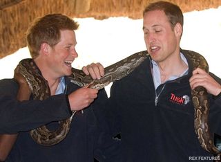 Prince William and Prince Harry - Prince William and Harry in fits holding an 8ft python - Prince Harry - Prince William - Kate Middleton - Chelsy Davy - World Cup - South Africa - Celebrity News - Marie Claire