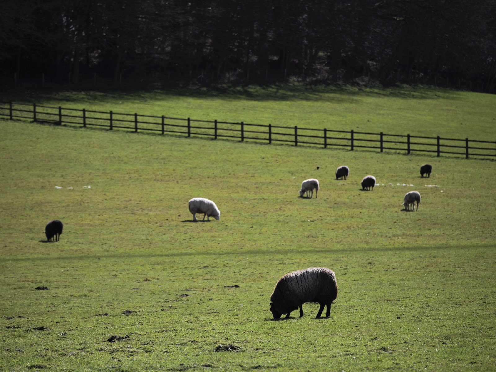 Landscape photo of a sheep in a field in the sun