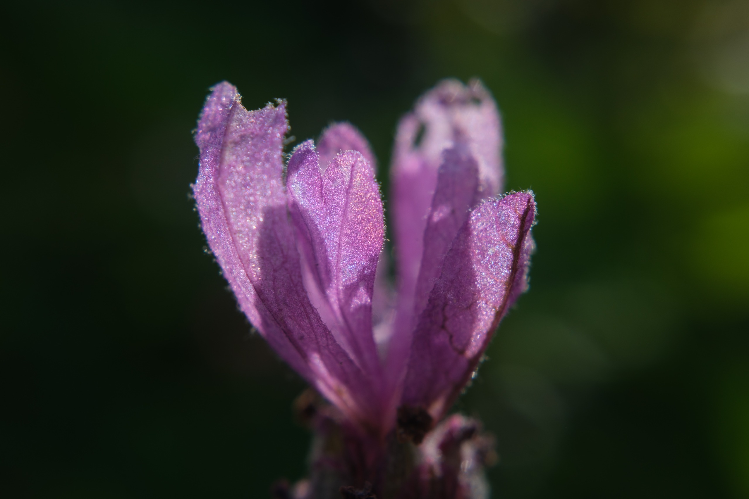 Macro photograph of a small purple flower with textured petals against a dark green blurred background.