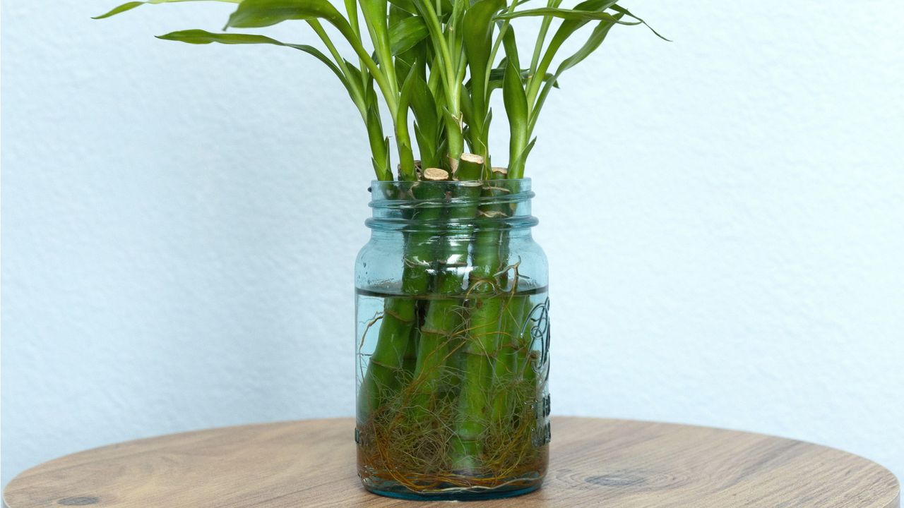 How to grow bamboo from cuttings in water