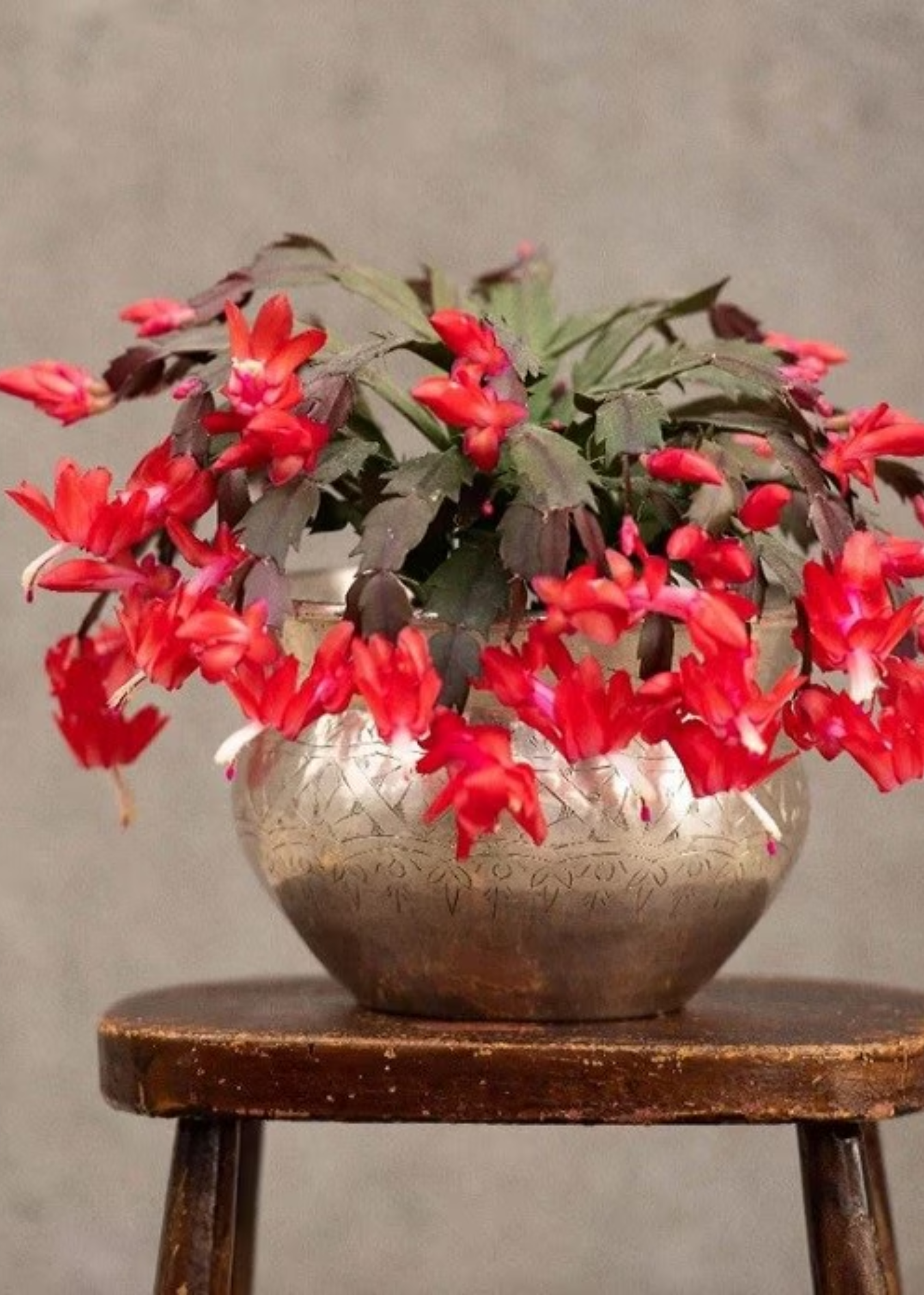 A red Christmas cactus in a brass planter on a wooden side stool