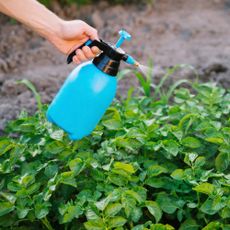 Copper fungicide being sprayed on plants