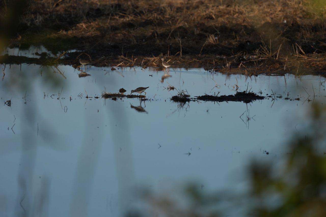 Image sample from the Sony FE 600mm f/6.3 GM OSS