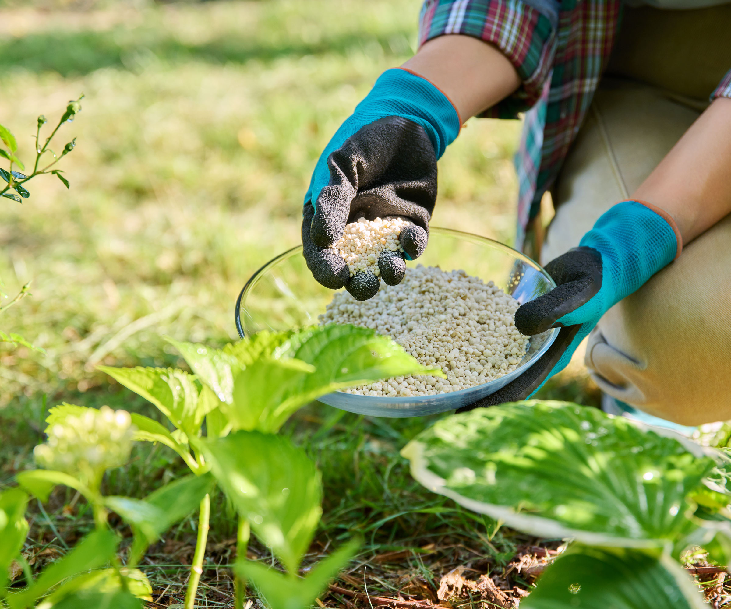 hand holding dish of granular fertilizer near hydrangea