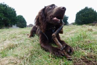 Wilf the cocker spaniel