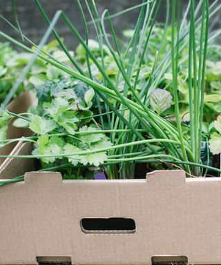 herbs in cardboard box