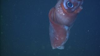 A female Octopoteuthis deletron in the water column and observed by MBARI’s remotely operated vehicle Ventana on October 22nd 2008. This animal was observed at 851 meters depth in Monterey Canyon. Spermatangia were present laterally on the right side of the mantle and on the head. They are visible as white dots in the close up.
