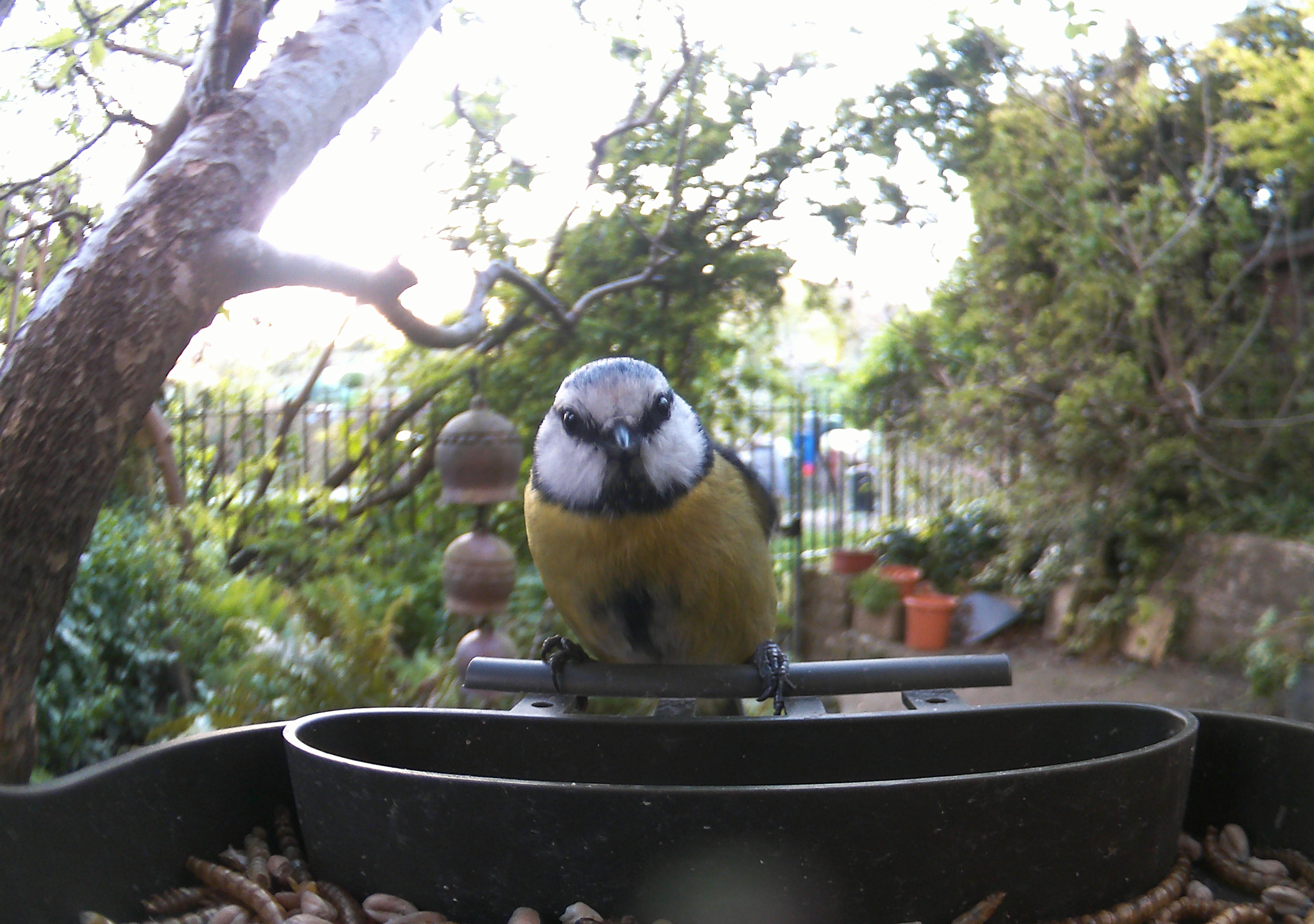 Sample photo taken with Technaxx Bird Feeder Camera