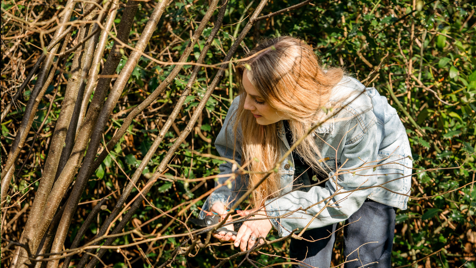 Woman in blue denim jacket cutting hazel branches with pruning shears