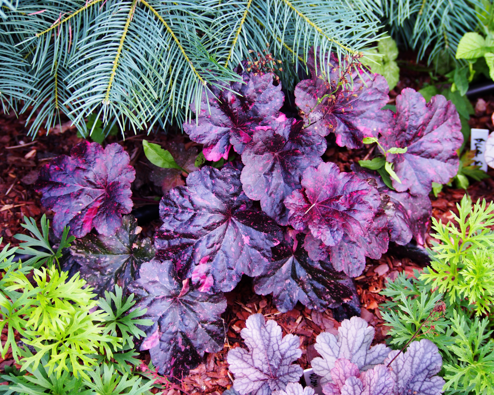 midnight rose coral bells in garden bed