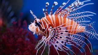 Lionfish