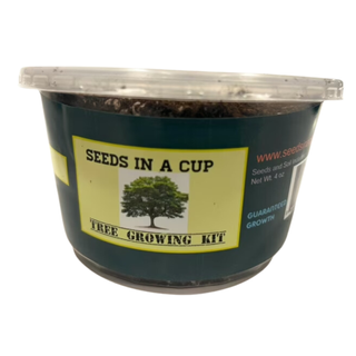 A seeds in a cup olive tree growing kit