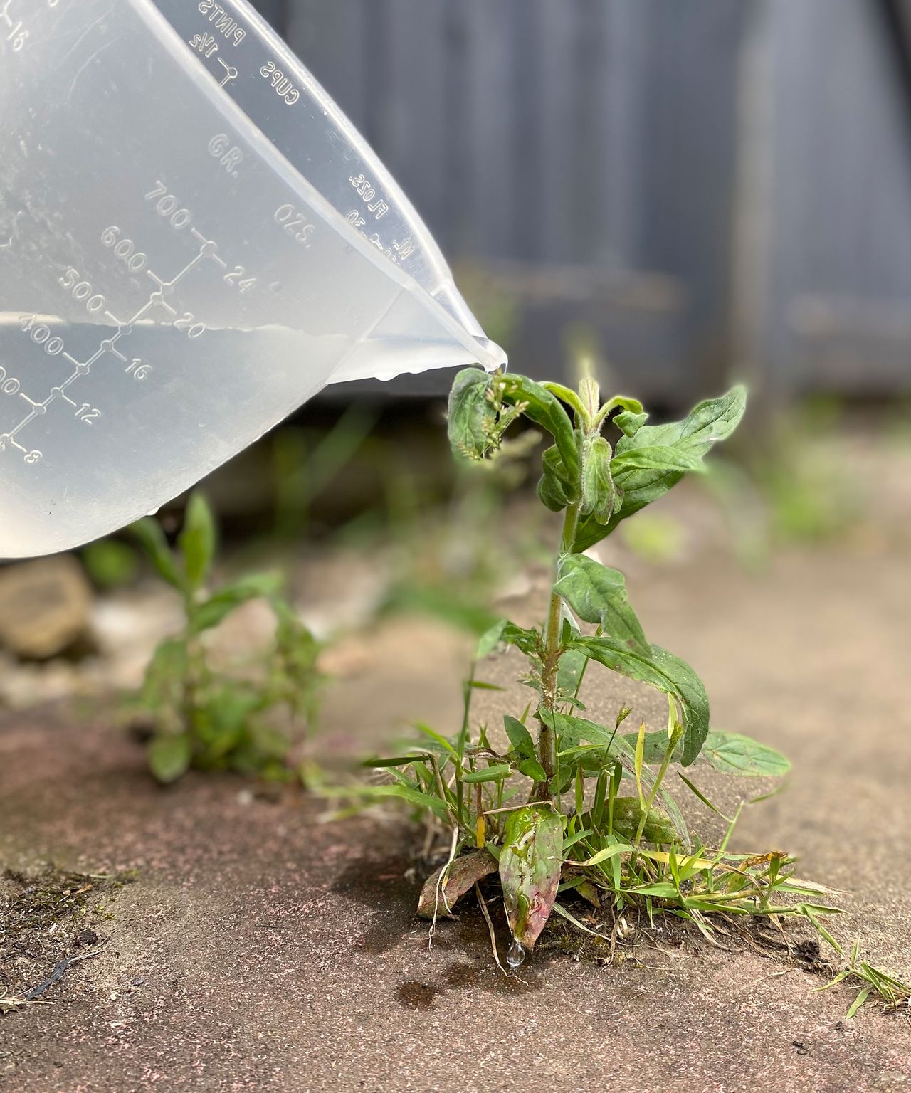 7 easy ways to remove weeds from patios and pavers Gardeningetc