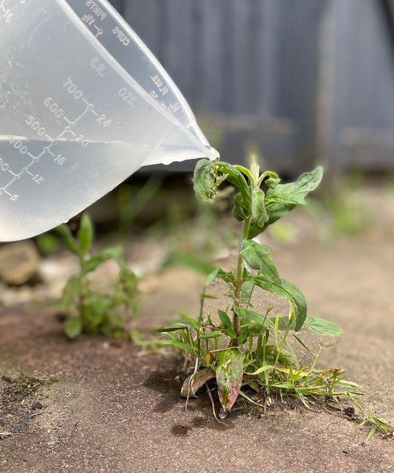 7 easy ways to remove weeds from patios and pavers Gardeningetc