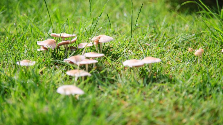 how to get rid of mushrooms in a lawn