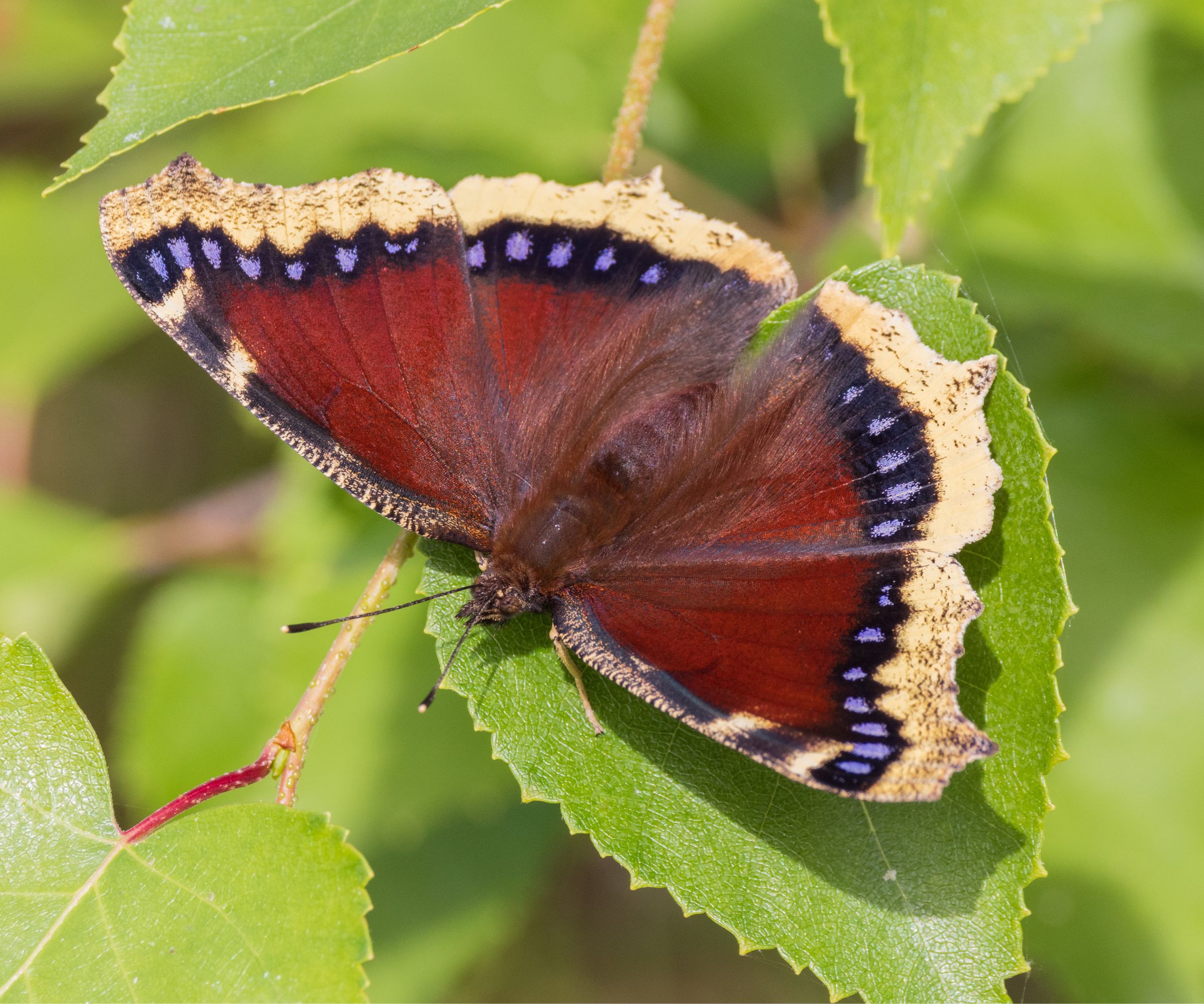 Nymphalis antiopa, known as the mourning cloak in North America and the Camberwell beauty in Britain, is a large butterfly native to Eurasia and North America. The immature form of this species is sometimes known as the spiny elm caterpillar.