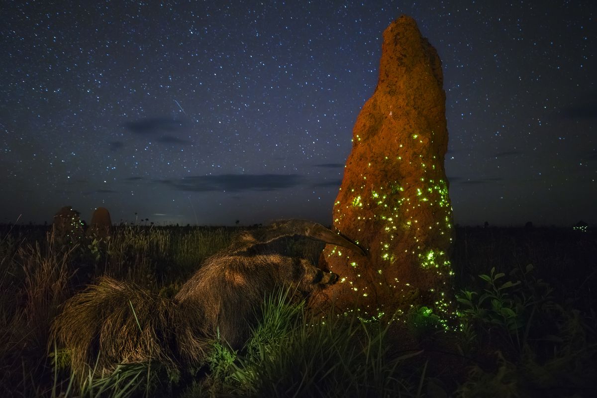 The night raider &copy; Marcio Cabral - Wildlife Photographer of the Year