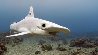 Spy hammerhead shark in the ocean for Spy in the Ocean