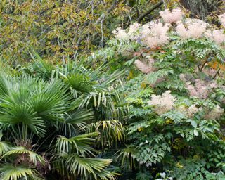 The hardy Chusan palm, Trachycarpus fortunei, and the Japanese angelica tree, Aralia elata, combine in an exotic planting scheme
