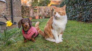 Cat and dog sitting next to each other on the grass next to a daffodil