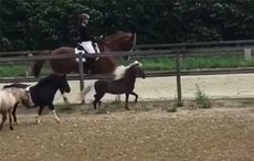 Mini-dressage-horse.jpg