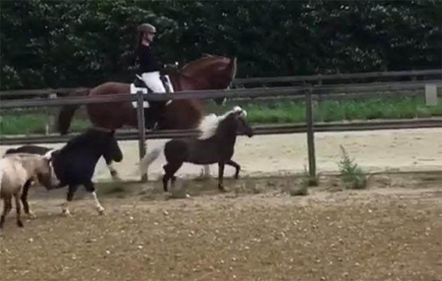 Mini-dressage-horse.jpg