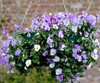 purple violas in hanging basket