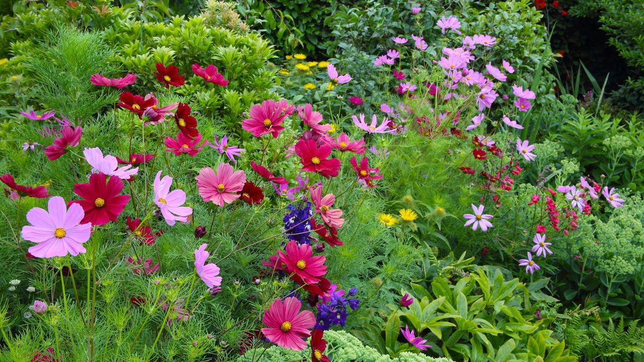 A flower border full of blooming flowers