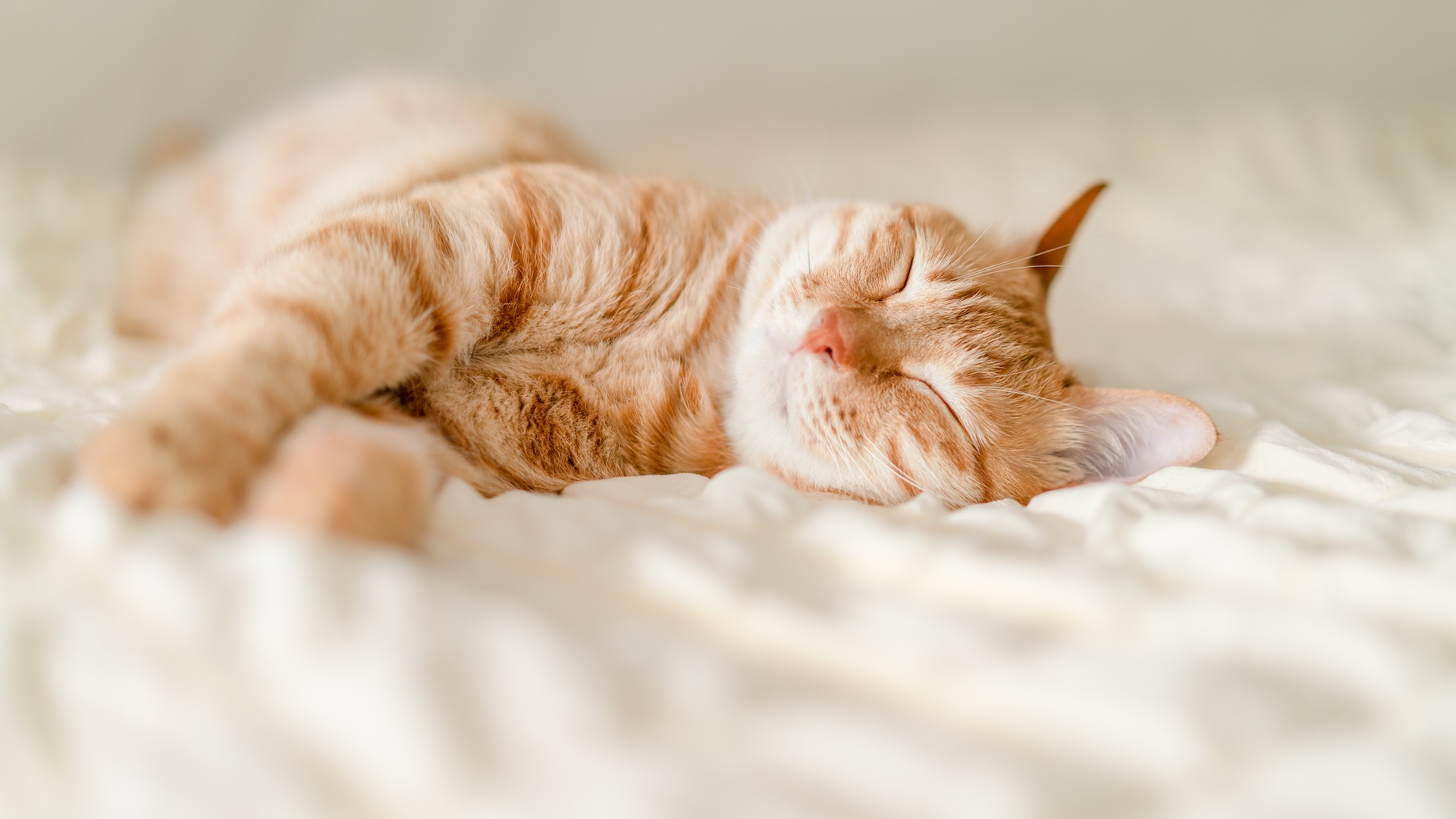an orange cat looking very happy and relaxed while lying down 