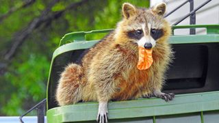 A raccoon emerging from a trash can with food in its mouth