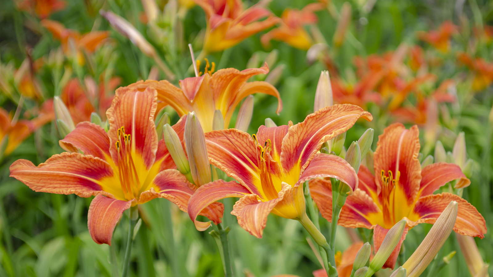Orange daylily flowers