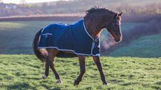 The much-loved Irish sports horse stallion Carrick Diamond Lad, pictured, has died aged 31.
