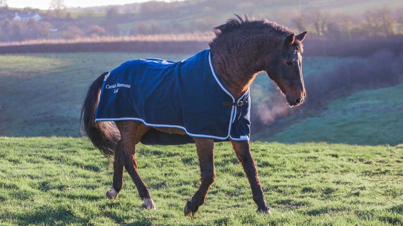 The much-loved Irish sports horse stallion Carrick Diamond Lad, pictured, has died aged 31.