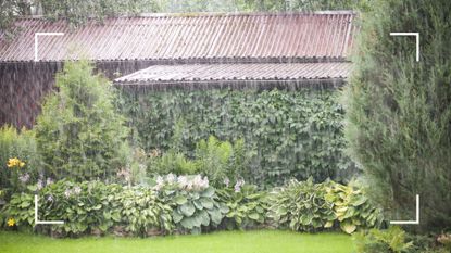 picture of a garden during heavy rain to demonstrate the rainscaping garden trend
