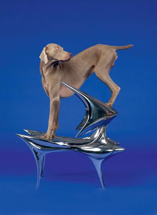 Dog standing on a metal chair
