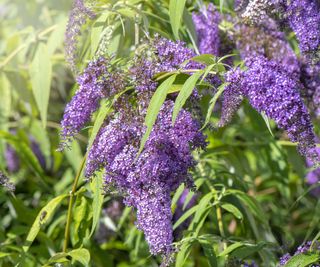 Purple butterfly bush flowers