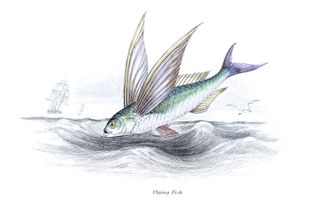Stock illustration of a flying fish.