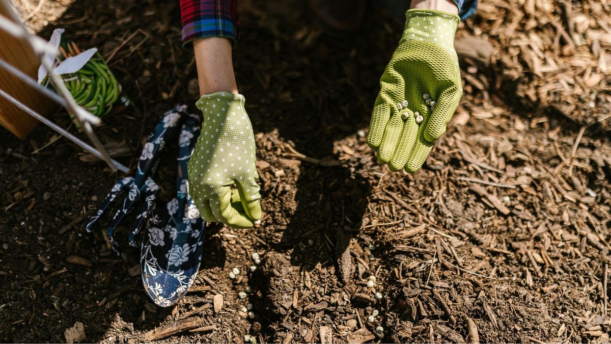 How to get rid of grass growing in your flower beds — a stepbystep