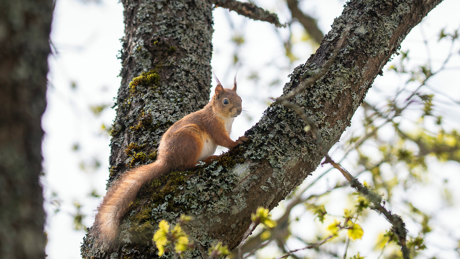 A red squirrel (Sciurus vulgaris) on a tree.