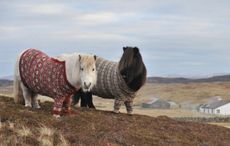 Shetlands-jumpers.jpg