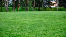 A green lawn with pine trees in the background