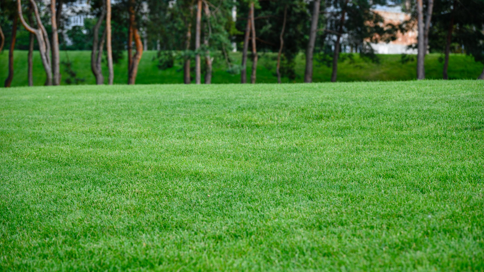 A green lawn with pine trees in the background
