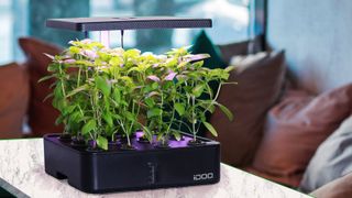 iDoo Hydroponics Growing System on table