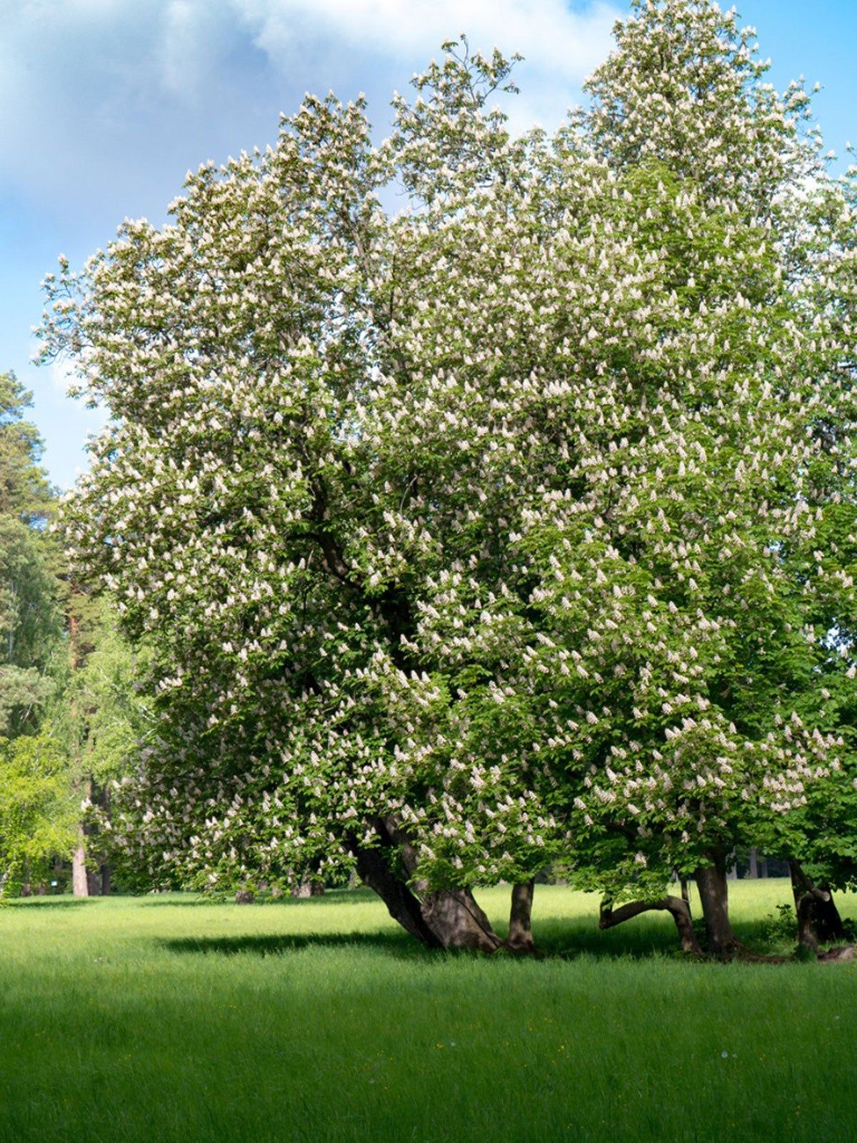 Large Shade Tree