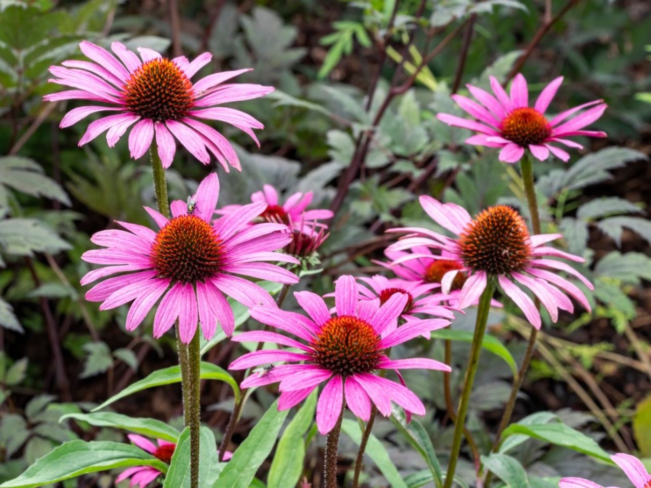 Pink Flowered Full Sun Plants