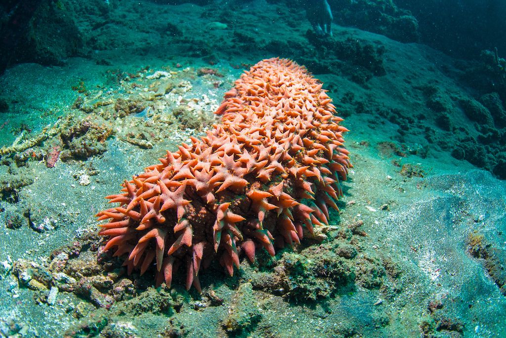 Bright red sea cucumber (Holothuroidea spp.).