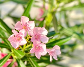 A blossoming oleander shrub