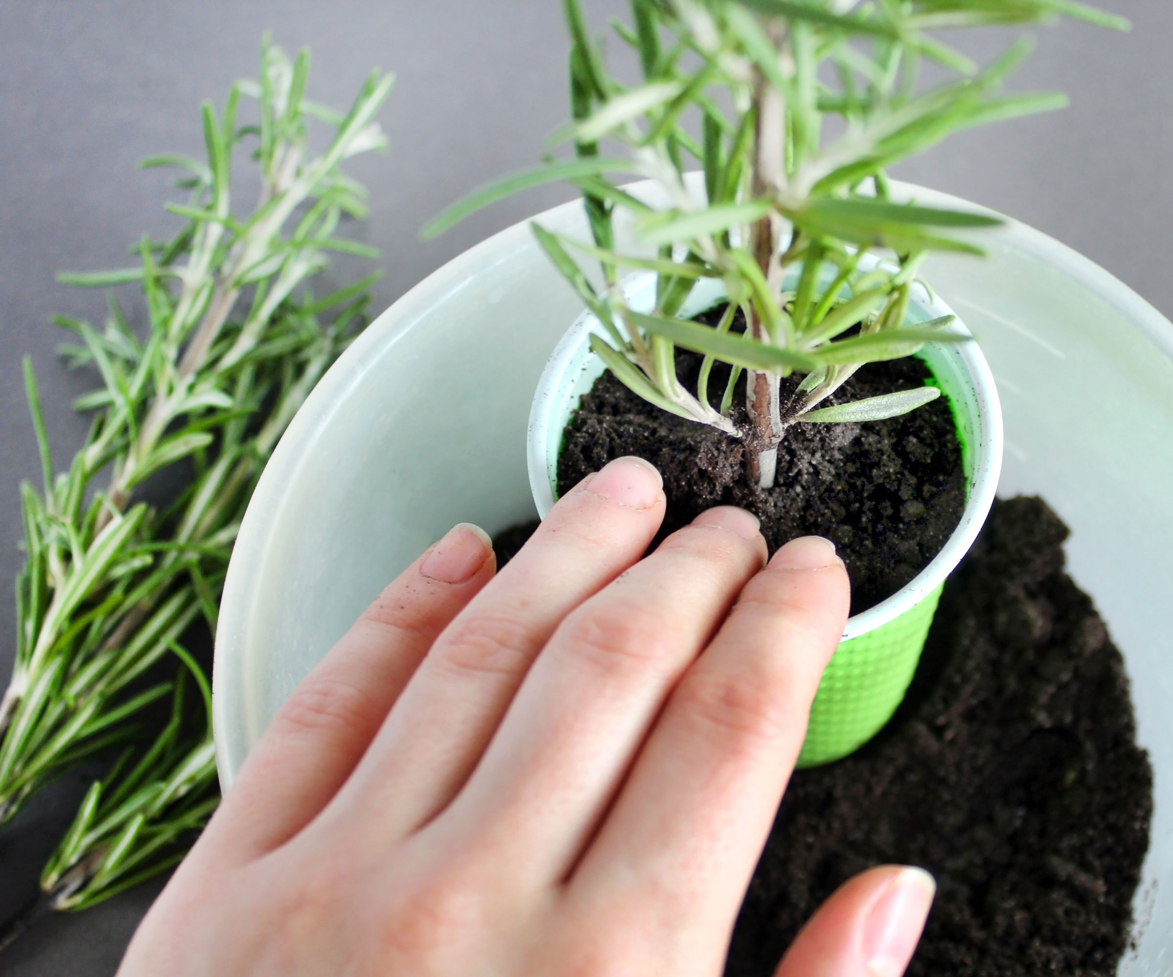small rosemary cutting in small green container